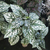 Hypoestes blanca - Green Online