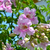 Bignonia spectabilis - comprar online