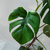 Monstera - comprar online