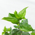 Laurentino - Green Online