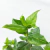 Laurentino - Green Online