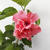 Rosa china (de gajo) - comprar online