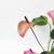 Anthurium mini