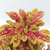 Coleus