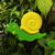 Tutor decorativo (caracol)