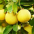 Pomelo blanco