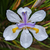 Dietes grandiflora - comprar online