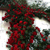 Rosa trepadora