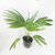 Palmera latania en internet