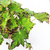 Begonia Cleopatra - comprar online
