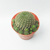 Cactus (rebutia) en internet