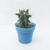 Cactus (ferocactus glaucescens)
