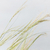 Stipa - comprar online