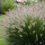 Pennisetum rupelli