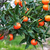Mandarina encore