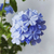 Jazmín del cielo (azul) - comprar online