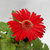 Gerbera - comprar online
