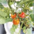 Tomate cherry enano