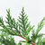 Leylandii