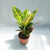 Croton petra en internet