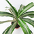 Dracaena warnecky - comprar online