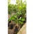 Limonero 4 estaciones - Green Online
