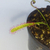 Drosera capensis - comprar online