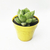 Crasa (haworthia cymbiformis) - comprar online