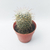 Cactus (mammillaria bombycina) en internet