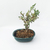 Bonsai (junípero)