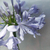 Agapanthus azul - Green Online