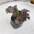 Lechuga morada