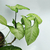 Syngonium