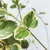 Vinca variegada en internet