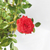 Rosa rococó