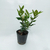 Oleo texano verde - Green Online
