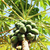 Papaya - comprar online