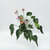 Anthurium mini - comprar online
