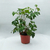 Cissus en internet