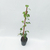 Ampelopsis - Green Online
