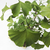 Bonsai (ginkgo biloba) - comprar online