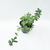 Yerba buena - comprar online