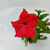 Petunia grandiflora - comprar online
