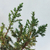 Bonsai (junípero) - comprar online