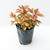 Coleus - comprar online