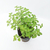 Oregano en internet