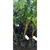 Pomelo blanco - comprar online
