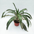 Dracaena warnecky en internet