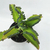 Crasa (mala madre) - comprar online