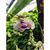 Bignonia caracol en internet